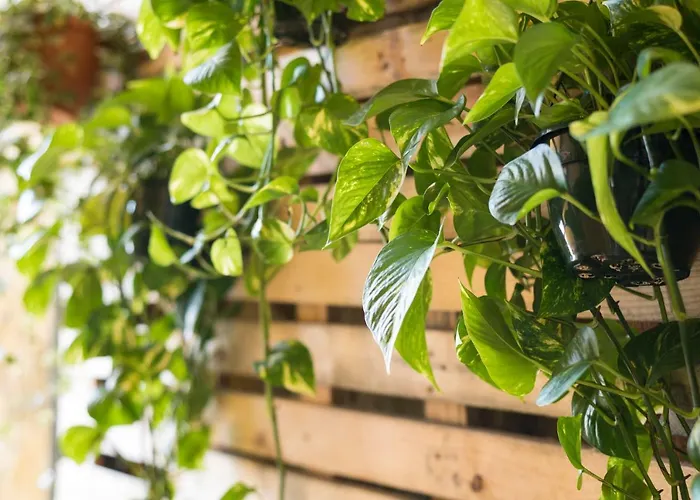 Casa vacanze D'ouro *